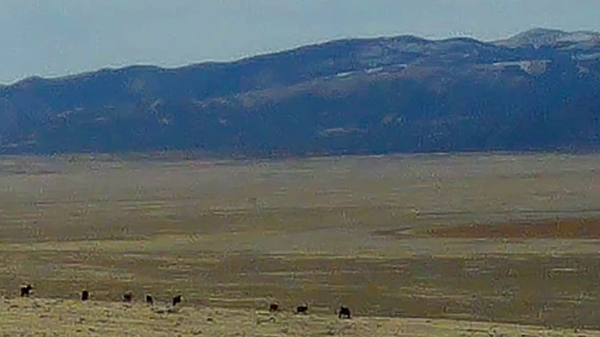 WITCH HAVEN ESTATE WILD HORSES