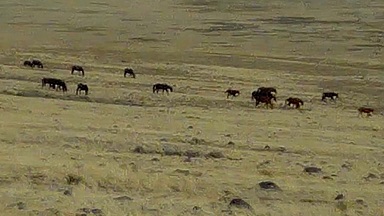 WITCH HAVEN ESTATE WILD HORSES