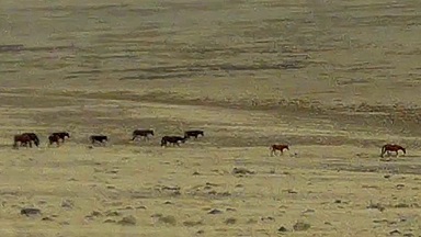 WITCH HAVEN ESTATE WILD HORSES