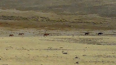 WITCH HAVEN ESTATE WILD HORSES