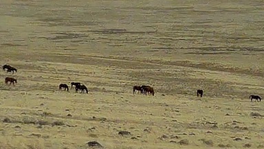 WITCH HAVEN ESTATE WILD HORSES